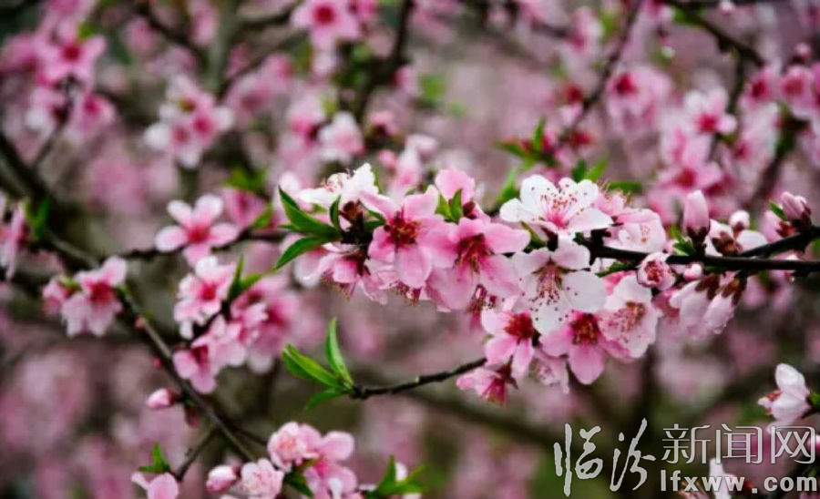 河津市舉辦“魚躍龍門 華耀河津”第二屆桃花節