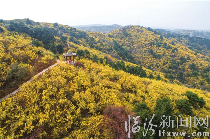 安澤連翹花盛開正當時