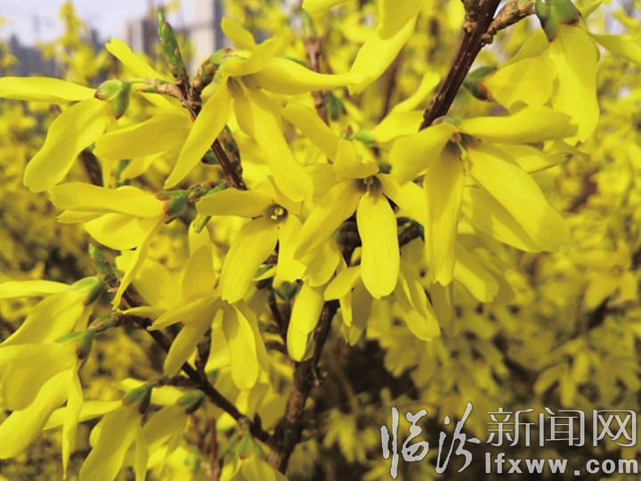 安澤連翹花盛開正當時