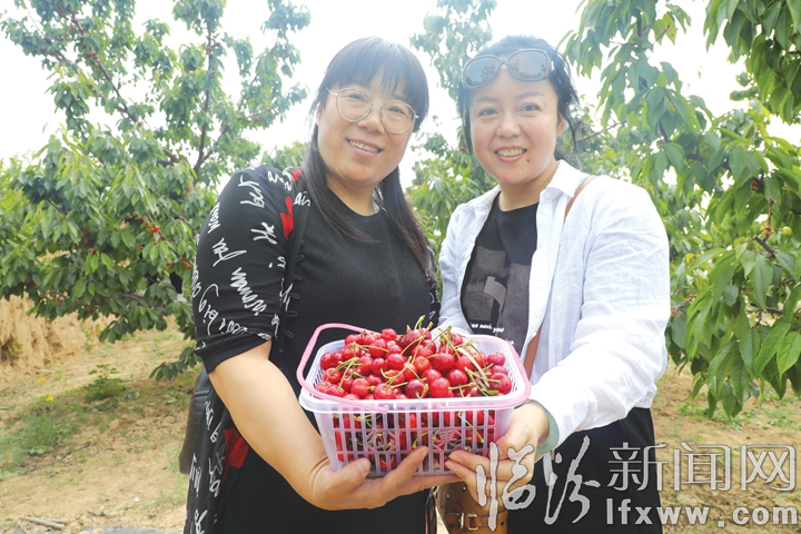 碩果累累豐收季 堯都區(qū)清樂(lè)院村櫻桃采摘啟幕