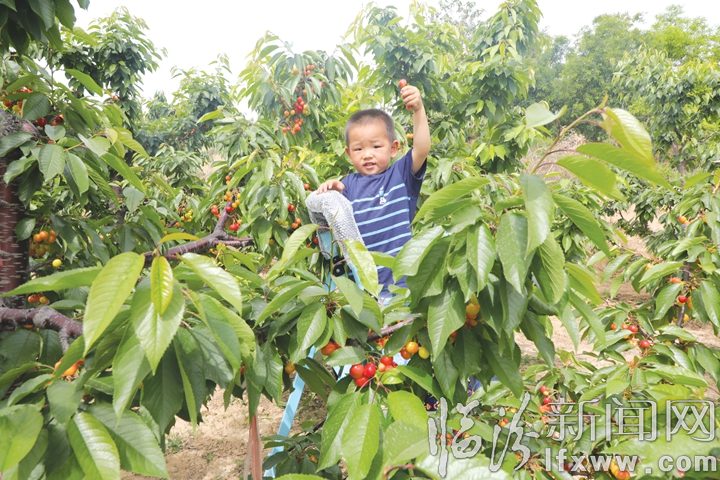 碩果累累豐收季 堯都區(qū)清樂(lè)院村櫻桃采摘啟幕