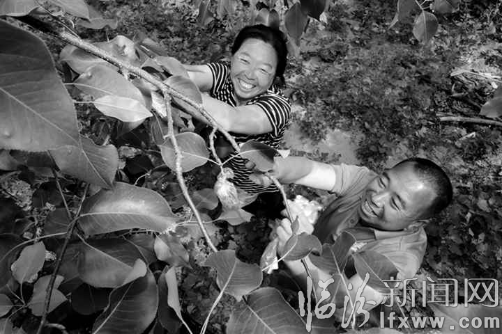 隰縣梨果“土專家”張保平的故事