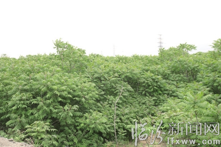 霍州辛置煤礦“黑黃綠”色變奏曲