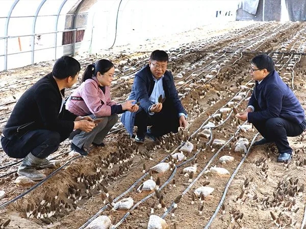 常明昌在大棚指導食用菌種植.webp.jpg