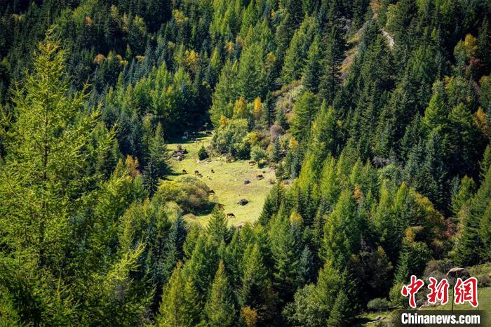 高橋洼林場自2008年開始，積極探索馬侖草原修復治理工作。　馬夢迪 攝