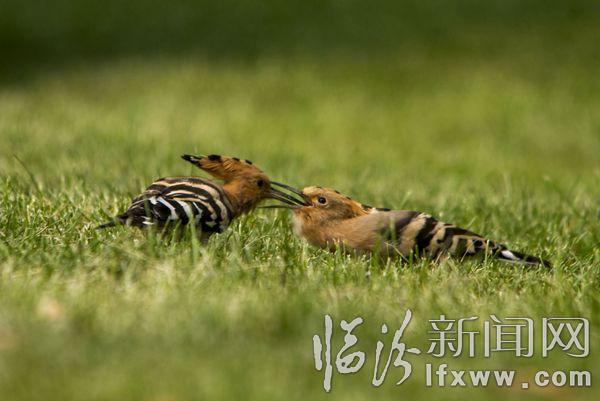 IMG_9372_1_ (1)_副本.jpg