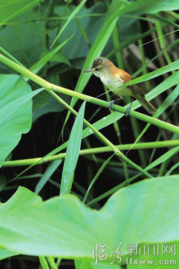 汾河公園:東方大葦鶯