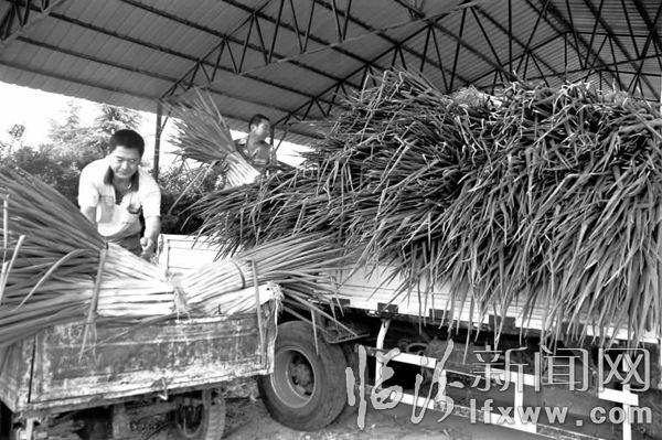 曲沃北董鄉A級“章丘”大蔥喜上市