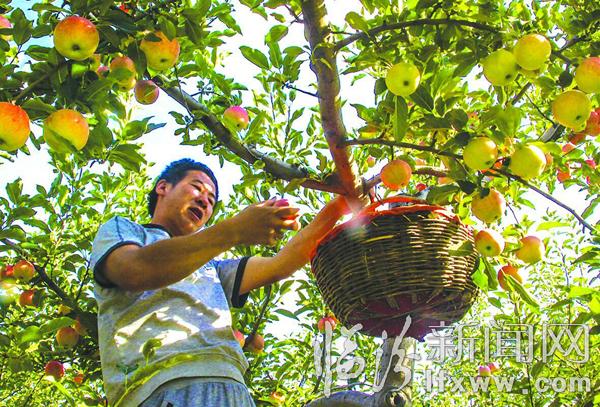 吉縣古賢村:紅蘋果點亮了秋天的童話