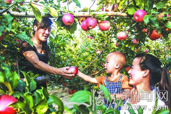 吉縣古賢村:紅蘋果點亮了秋天的童話