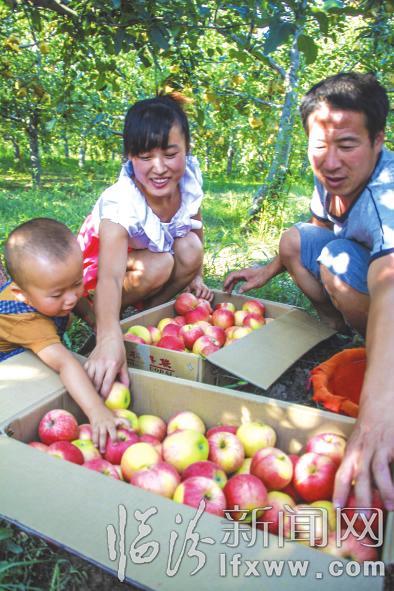 吉縣古賢村:紅蘋果點亮了秋天的童話