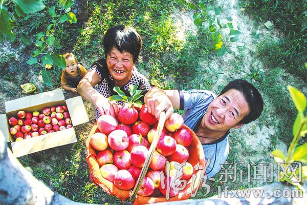 吉縣古賢村:紅蘋果點亮了秋天的童話