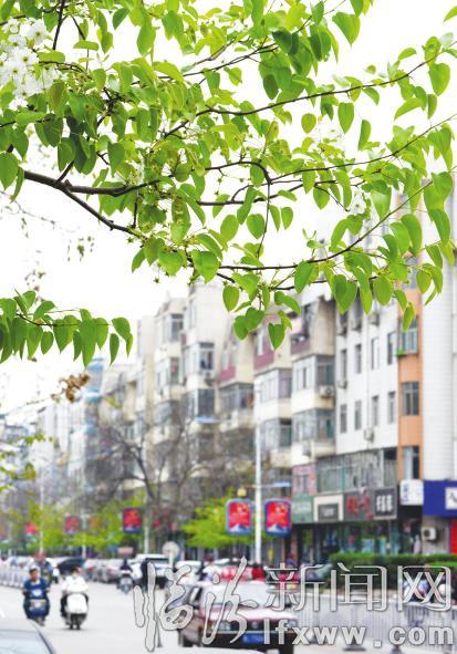 臨汾:春色綠韻綻放 靚扮美麗圣城