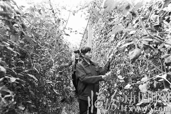 襄汾縣鄧莊鎮(zhèn)廣奇綠色觀光示范園區(qū)工作人員正在采摘西紅柿