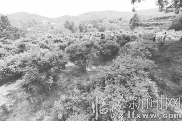 鄉寧:玫瑰花鋪就的浪漫路扮靚鳳凰山莊