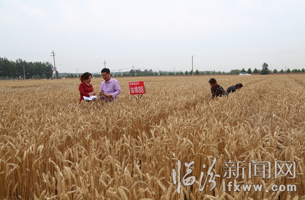 省農科院小麥研究所:糯小麥研究獲突破