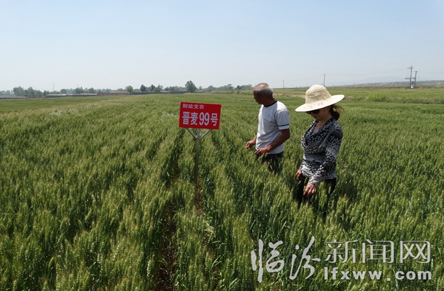 省農科院小麥研究所:糯小麥研究獲突破