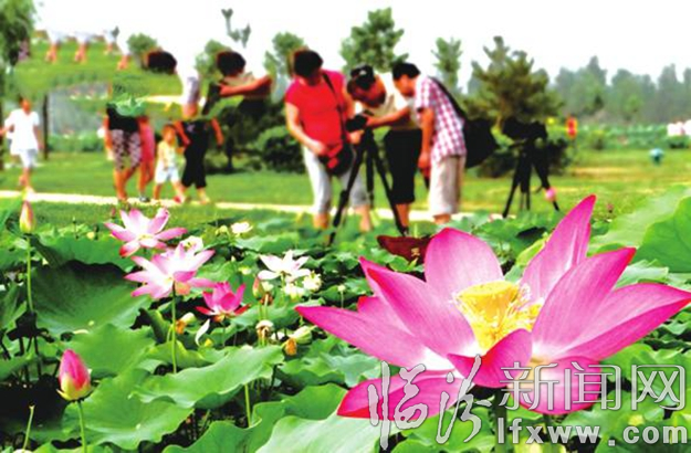 映日荷花別樣紅