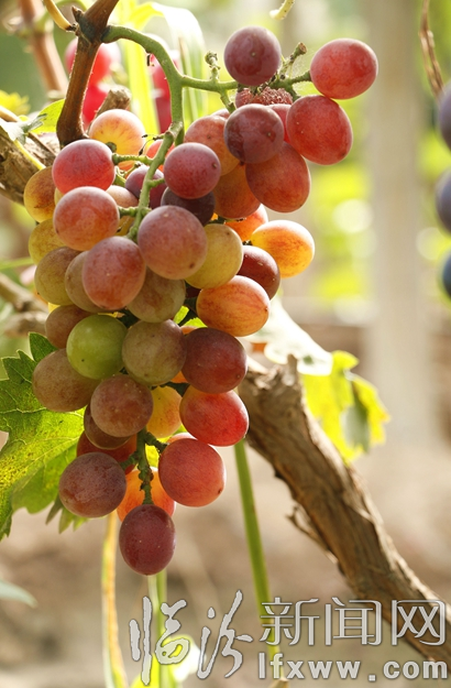 侯馬:葡萄豐收 采摘忙