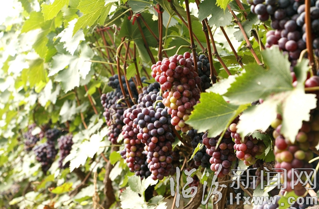 侯馬:葡萄豐收 采摘忙