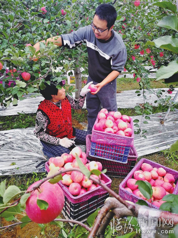 侯馬:富硒蘋果喜獲豐收